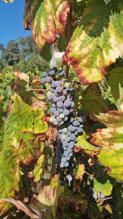 Venda de uvas, espadeiras