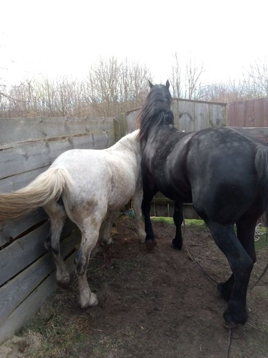 Продам жеребця 7 років