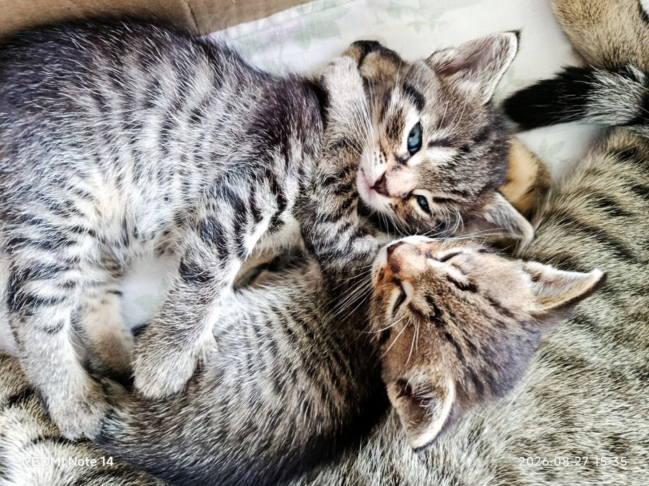 Віддам кошенят в хороші руки