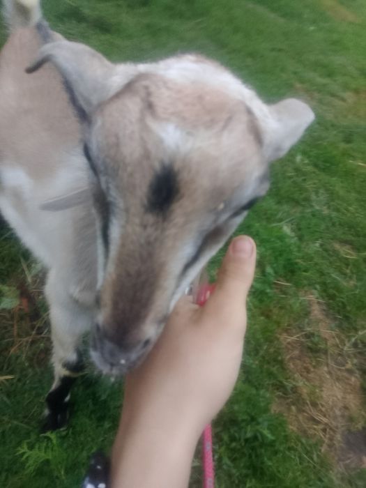 Sprzedam bardzo ładnego koziołka po kozie mlecznej