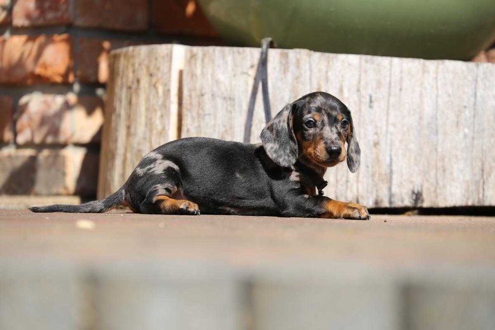 Jamnik blue-merle szczeniak