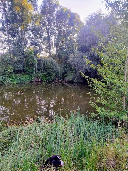 sprzedam działkę budowlaną - Widok 5