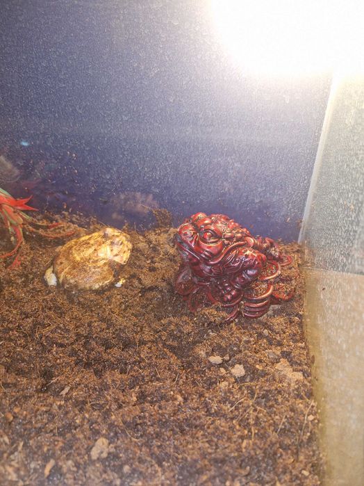 Żaba rogata koloru żóltego