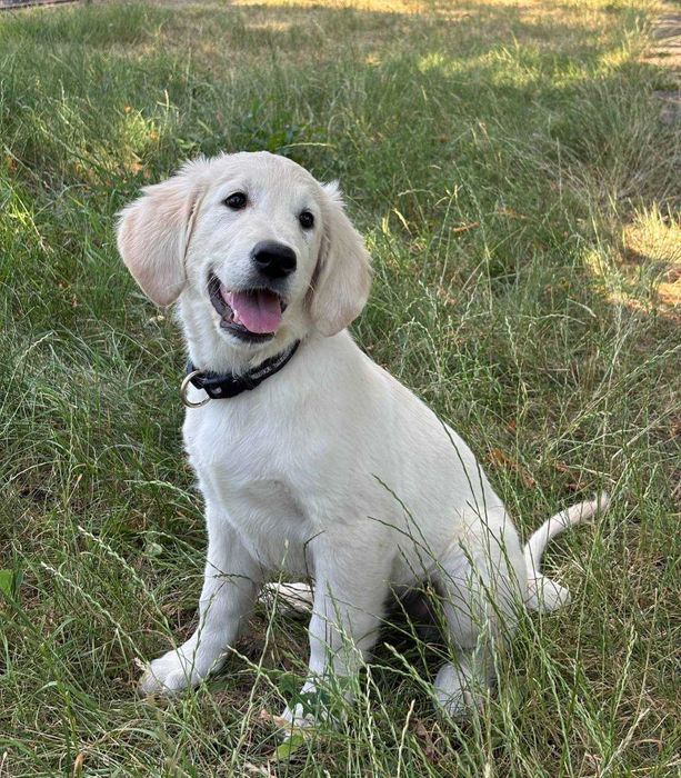 Цуценя голден ретрівера