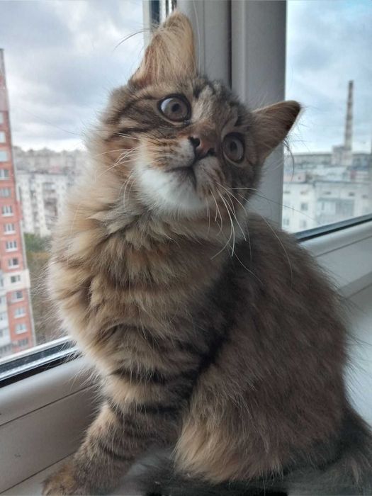 Пропонуються чудові котятки