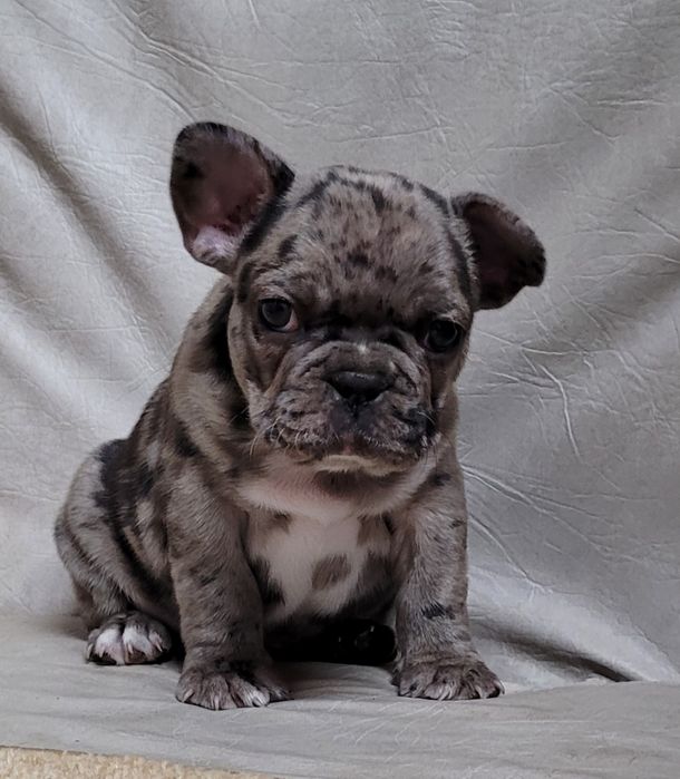 Цуценята французького бульдога