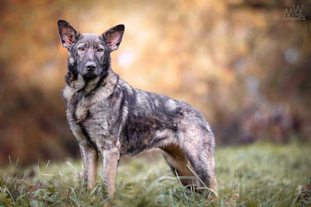 Łagodna, piękna suczka szuka domu