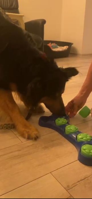 Hotel dla psów I innych futrzaczków