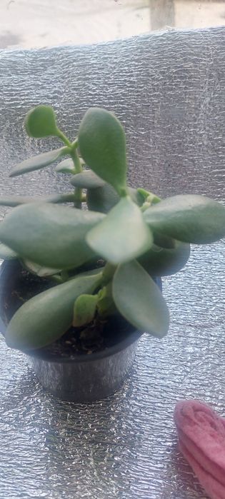 Зміокулькас зензі і звичайний,кактус тригулярис,опунція великоросла.