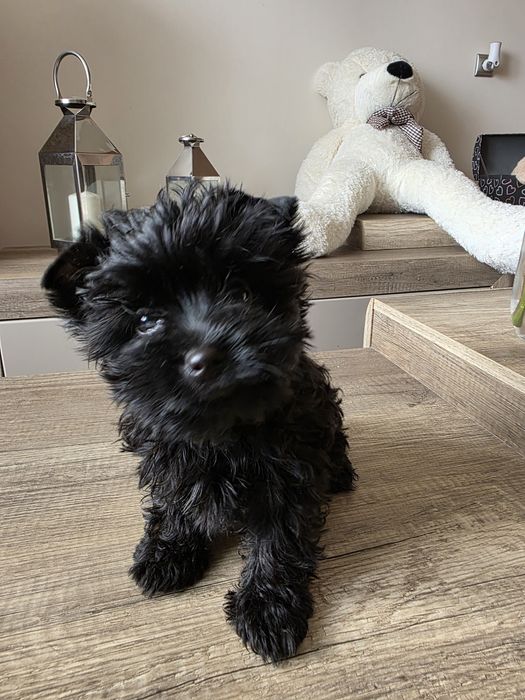 Cudna dziewczynka york