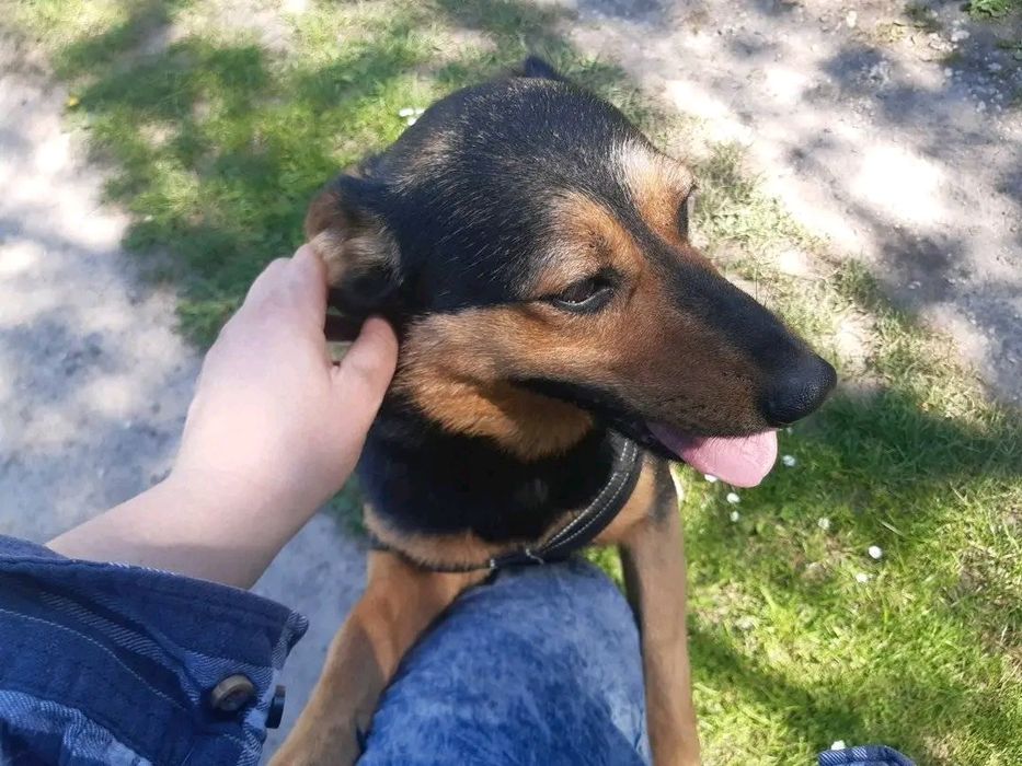 Piesek Prezes - ufny, łagodny SZUKA DOMU Pies adopcja