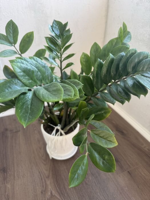 Заміокулькас квіти