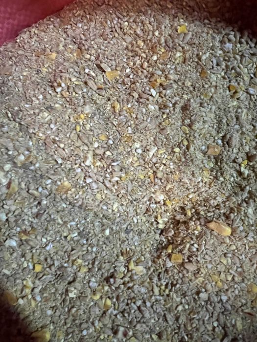 Pasza dla kur niosek