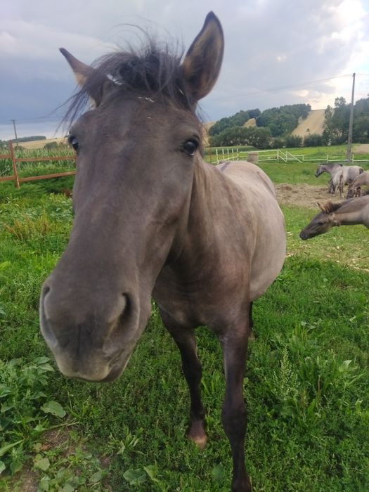 Nordica 3 letnia klacz konika polskiego