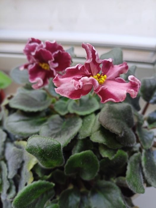 сортові сенполії  фиалки