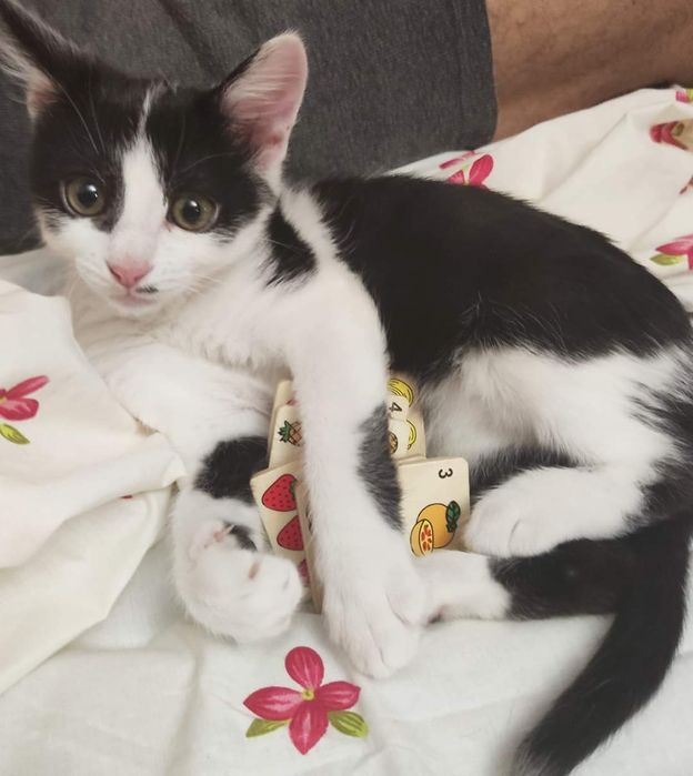 Кошенята шукають дім