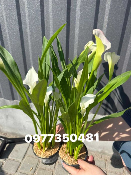 Розпродаж! Калла багато сортів, калла квітуча, калла з грунту.
