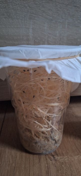 muszki owocówki - nieloty