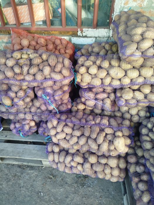 продам картошку.