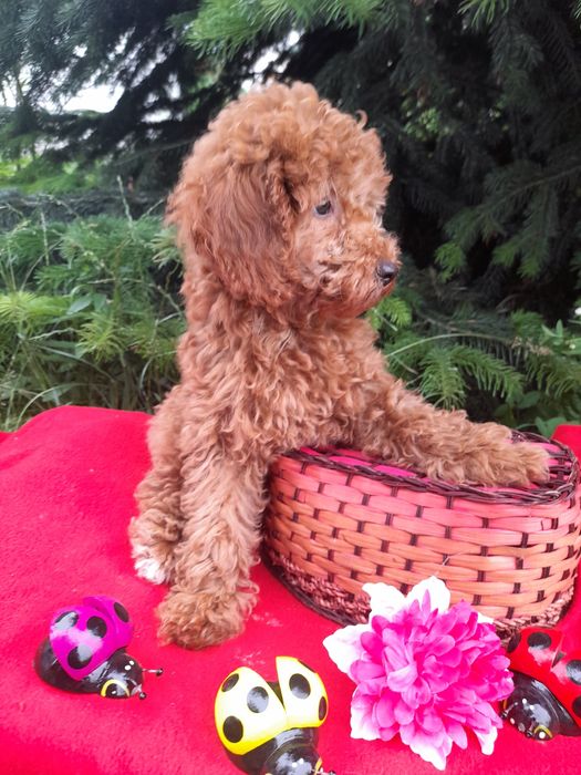 неймовірно гарний  хлопчик,той-пудель.