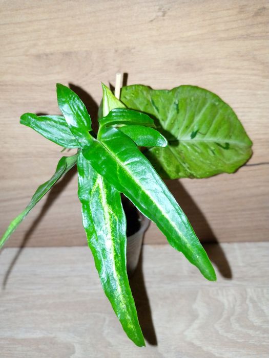 Syngonium collection/ колекція сингоніумів 12 різних сортів