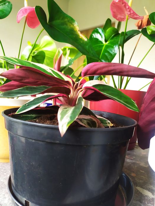 Stromanthe kwiat w doniczce