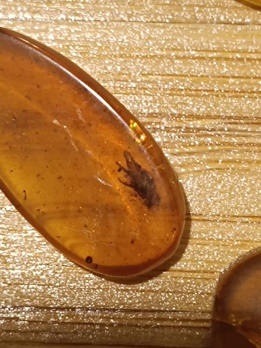 Âmbar fóssil com insetos