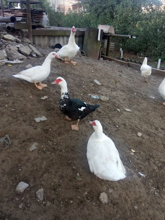 живність на продаж