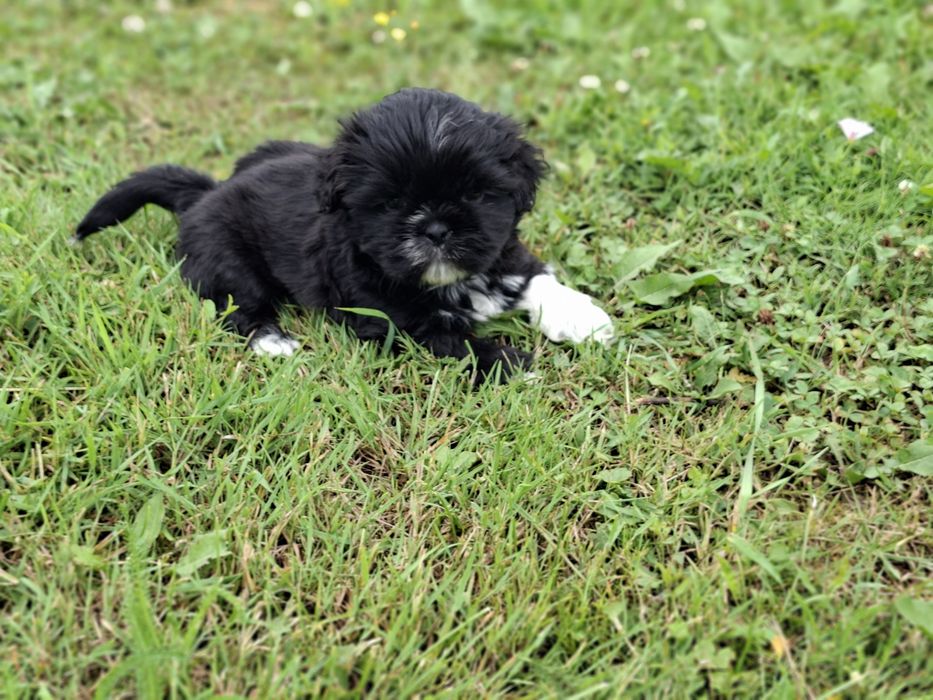 Shih-tzu piesek słodziak