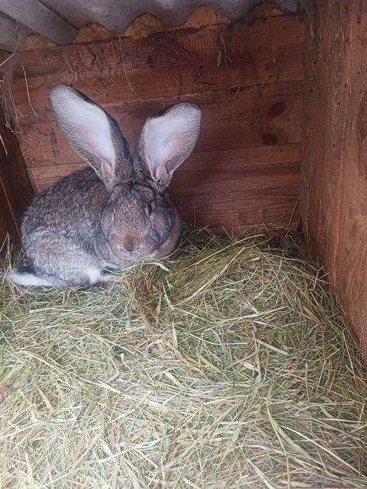 Samiec zapraszam samice .