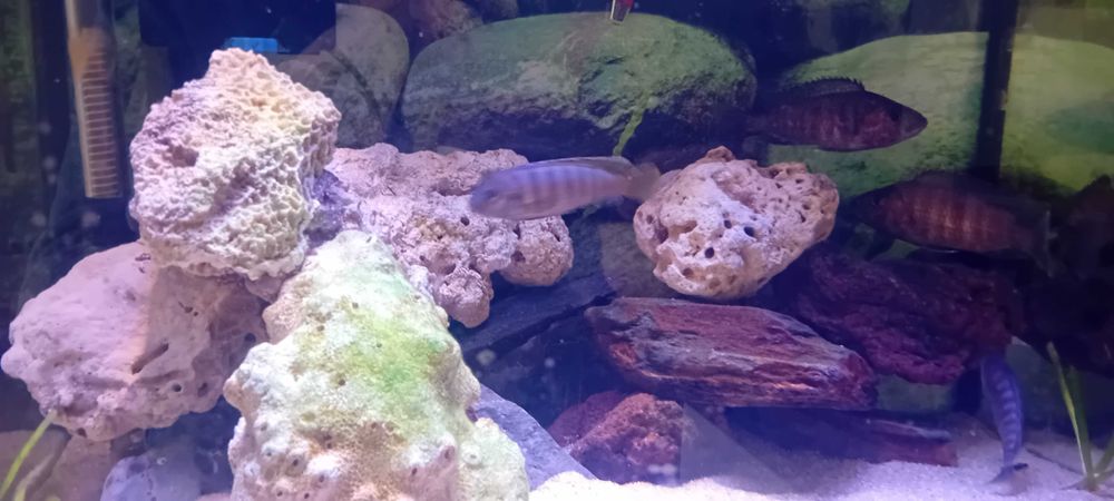 Vendo 5 Ciclideos do lago malawi