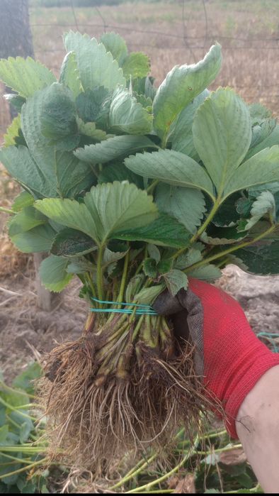 Sadzonki, flance truskawek 0,60gr z domowego ogródka. Wczesne,średnie