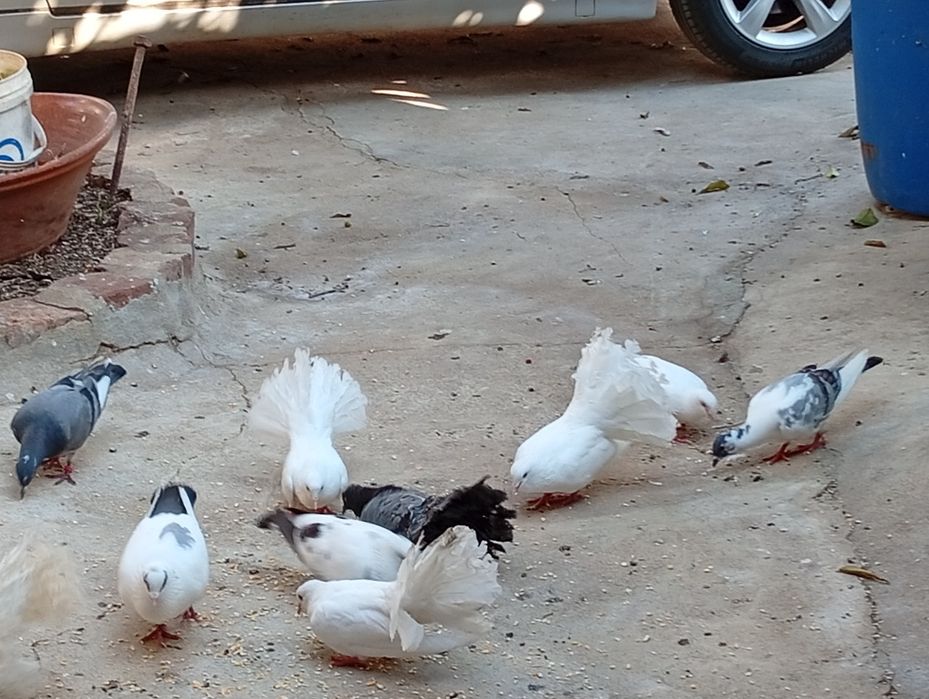 Caturras pombos e rolas