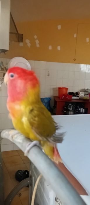Rosicolis domésticos muito meigo