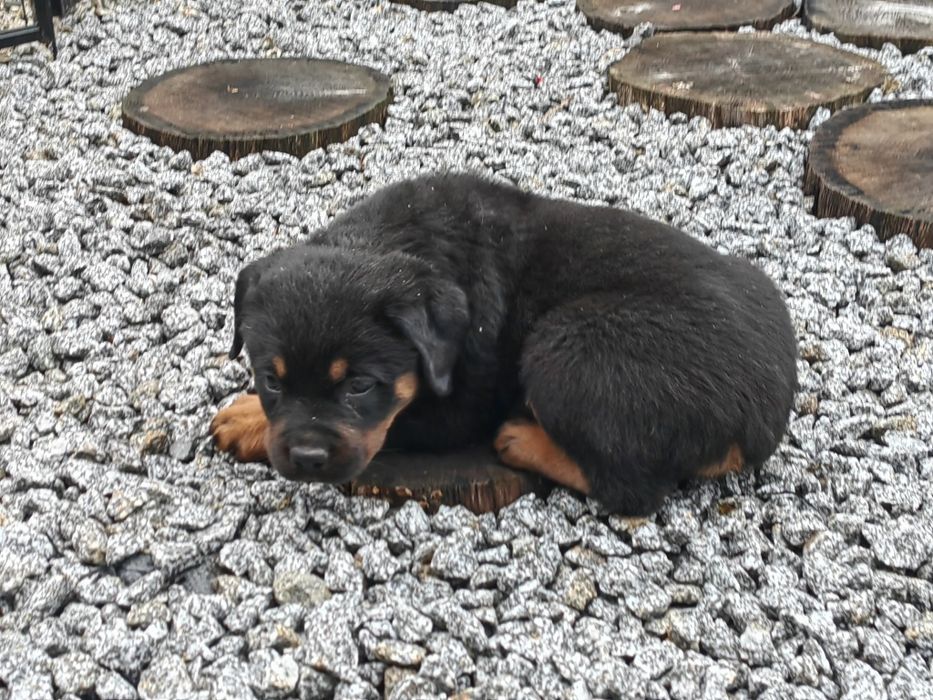 Rottweiler z metryką