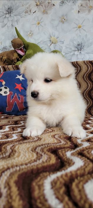 Uroczy Piesek Samoyed