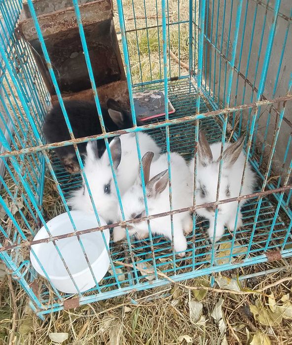 Vários Animais a venda