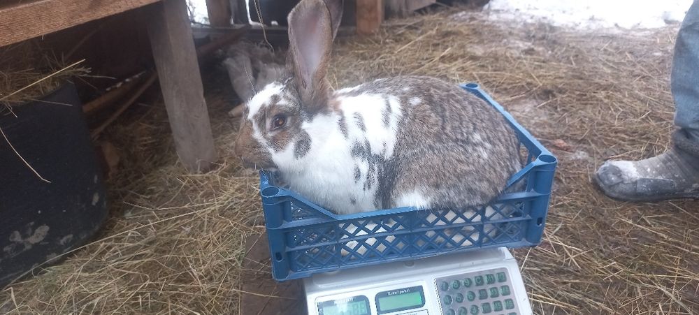 Продам кроликів різних порід,самки і самці.