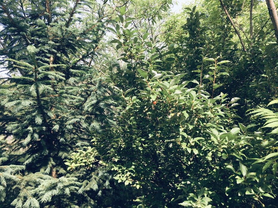 Земельна ділянка в Лісі 18сот. с.Вишнів, 10км.- Луцьк