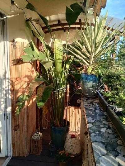 strelicja rośliny na balkon