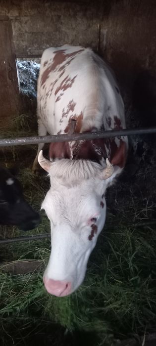 Продам тільну(5м)  телицю