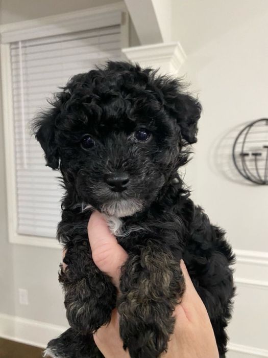 Чистокровний Мальтипу Ред Браун тедді Мальтипу ф1 Мальтипу ф2