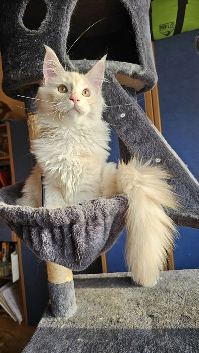 Котёнок,  котик породы мейн-кун