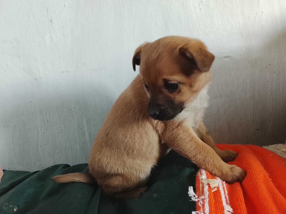 Цуценятко від бездомної собачки шукає дім