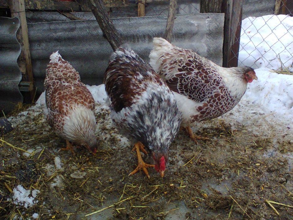 Куры Виандот Белое Золото-инкубационное яйцо