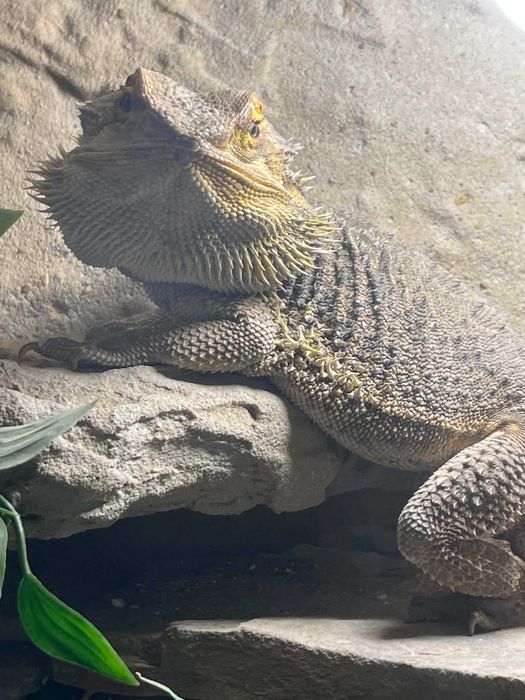 AGAMA BRODATA sprzedam razem z terrarium