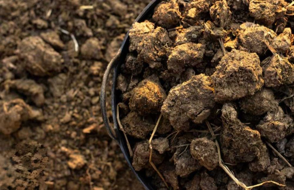 Estrume de animais de grande porte