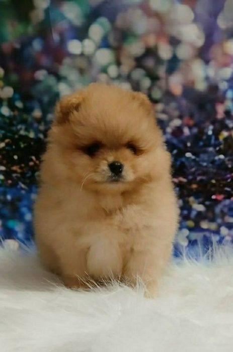 В'язка .Мальчик померанский шпиц