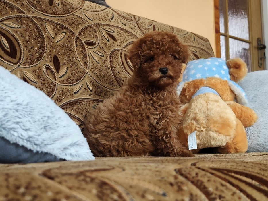 Pudel Toy Red Piesek