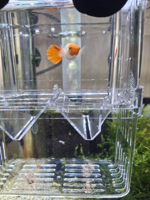 Guppy Puros  Platinum Koi
